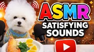 &ldquo;Cute Dog Eating ASMR &ndash; Crunchy Treat Sounds&rdquo;
