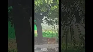 These Beautiful Peacocks Love To Visit My Backside Garden Daily🦚🦚💚🧡💚🧡🦚🦚#youtubecontent #youtubekids