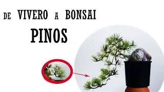De vivero a prebonsái | Como empezar un bonsái de pino silvestre