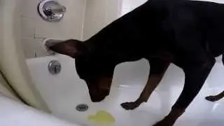 Blue Doberman Heaving and Throwing Up