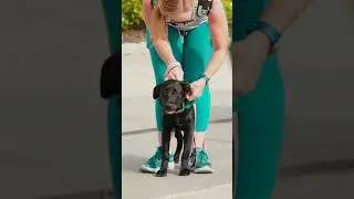 Preparing a #SeeingEyeDog for its career requires multiple stages of training. #guidedog #blindness