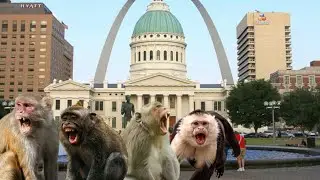 Wild Monkeys Loose In St. Louis