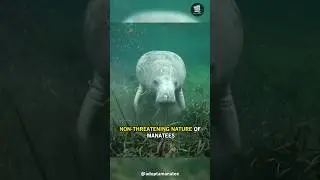 Even Alligators Don't Want to Mess With This Cute Creature