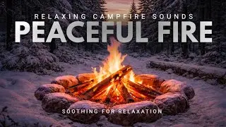 Warm Campfire in the Forest | Sunset Ambience & Fire Sounds (No Music)