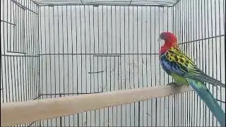 guess the parrot name ? #birdplanet #birds #birdsandanimalsplanet #birdspecies #egg #farming #parrot