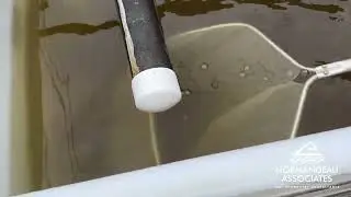 American Eel Collection Tank