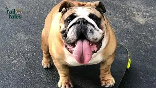Chowder 🛹 The Skateboarding Dog Everyone Thinks Is AI ❤️