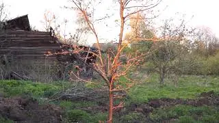 Первая грядка. Своя. На своей земле.