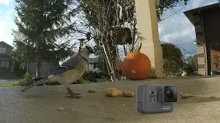 GoPro HERO 5 BLACK Edition ● 1440p 60fps RAW Video TEST