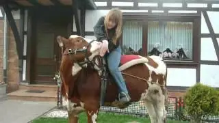 Reitkuh Dilara im April 2012