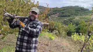 MENUDO APA&Ntilde;O m&aacute;s BUENO para el LIMONERO 