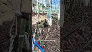 Tips about drip irrigation in slope terrain. #dripline #driptape #drippipe #dripper