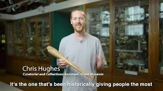 Walrus Baculum at the Grant Museum