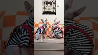 Разблокирован новый персонаж Шмаршалл PT 3🔒#шорты #питомцы #сфинкс #кошки