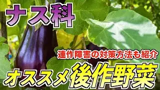 【ナス科】後作にオススメの野菜と連作障害の対策