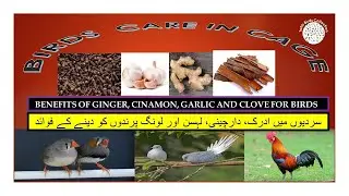 Winter Care Ginger Cinnamon Garlic  Clove For Birds ادرک دارچینی لہسن لونگ پرندوں کو دینے کے فوائد