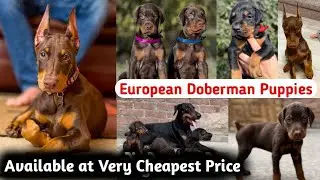 European Doberman Puppies Available For Sale in India | Top Quality with KCI paper | Doberman 
