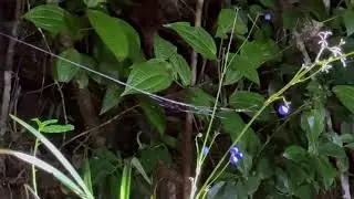 Madagagascar: Andisabe - luminous berries