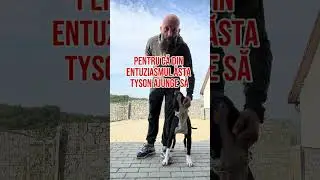 Amstaff incapatanat💣