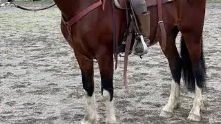 Tui Teka Better Horsemanship