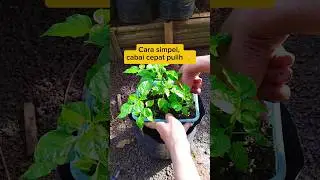 Pindah Tanam Cabai Paling Simpel, Bibit Cepat Pulih! 🌶️