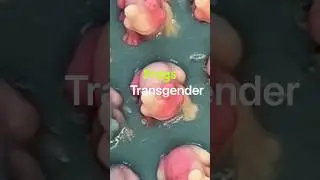 Turn the Friggin&rsquo; Frogs Transgender! Remix 🏳️&zwj;⚧️ #transgender #supporttranspeople #soapmaker #soap