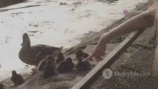Three mystical ducks in the unlikely friendship