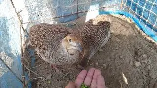 Healthy Feeding Time of Dakni Teetar Pair||Natural Village Birds