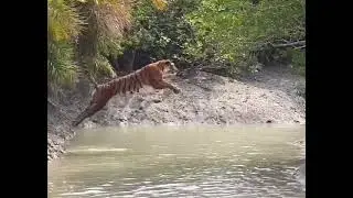 tiger leap at sunderban #amazing #effortless #wildlife