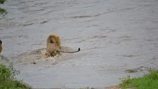 2 Male lions swimming across the river at Ingwelala