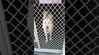 So many breeds&hellip; All waiting for their forever home. #adopt #dogs #shelterdogs 