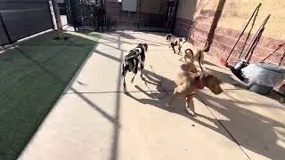 Courage, Mighty Mouse, Taz, Royal, Kuavo, Brownie, Cobalt & (owned) friend