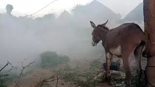 Donkey Morning Smoke Secret | Amazing Donkey Fact #donkeyviral #donkeylife #morningtimedonkeylife