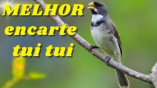 🔴MELHOR CANTO COLEIRO TUI TUI PARA ENCARTE 🔴🔴 ESQUENTE SEU COLEIRO🔴