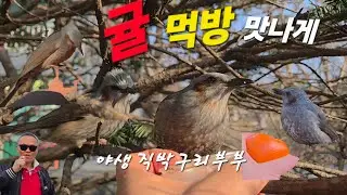 귤 먹방 맛나게 @