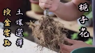 【天天小花農】梔子花，每年給它換一次盆時，換盆注意要點和如何選擇土壤