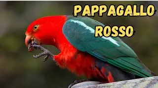 I 5 uccelli australiani pi&ugrave; fantastici che non crederai esistano