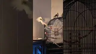 Tweety loves her budgie friends Sprite and Hedwig! #birds #friends #cockatiel