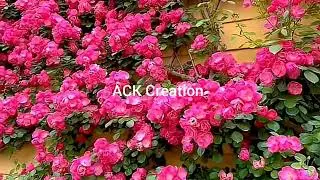 Beauty of nature #rose#flower#tulip#spring#garden#video#viral video #beautiful flowers#nature