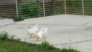 Funny White Muscovy Duck Behavior - Head Bobbing