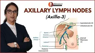 Axilla Part 3 &ndash; Axillary Lymph Nodes Explained | Groups, Drainage, and Clinical Anatomy Simplified
