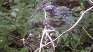 Dome Spider