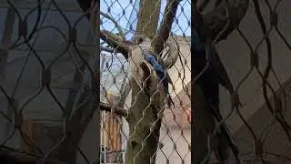 Кукабура мордоскрыжла