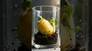 Watch a Potato Come to Life | Stunning Soil Time-Lapse 🌱