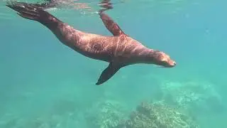 Galapagos Island: San Cristobal - Playa Tijeretas 2023