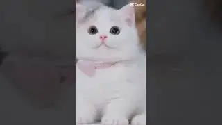 #kucingmanis #fypシ゚   #tutorialyoutube #kucinglucu