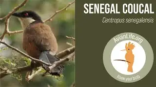 Senegal Coucal making its call #birds #birding