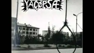 Yacopsae -  Narrenkappe.