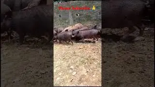 Wildlife Pig Video ll 🐖#wildlife #animals #pigsofig #pig #shortsviral #animalphotography #subscribe