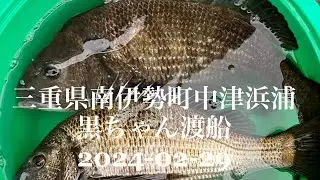 三重県南伊勢町　黒ちゃん渡船　2024-02-29